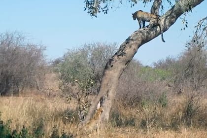 La dura batalla entre las dos leopardas, madre e hija, fue captada por la fotógrafa especializada en vida silvestre Lisl Moolman en Sudáfrica