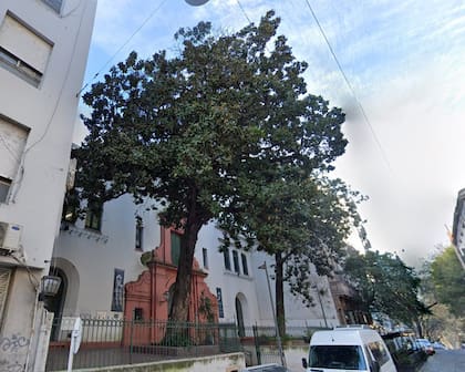 Las dos magnolias fueron testigos del histórico solar donde funcionaba el Protomedicato, un organismo creado a fines del siglo XVII para el control de la política sanitaria