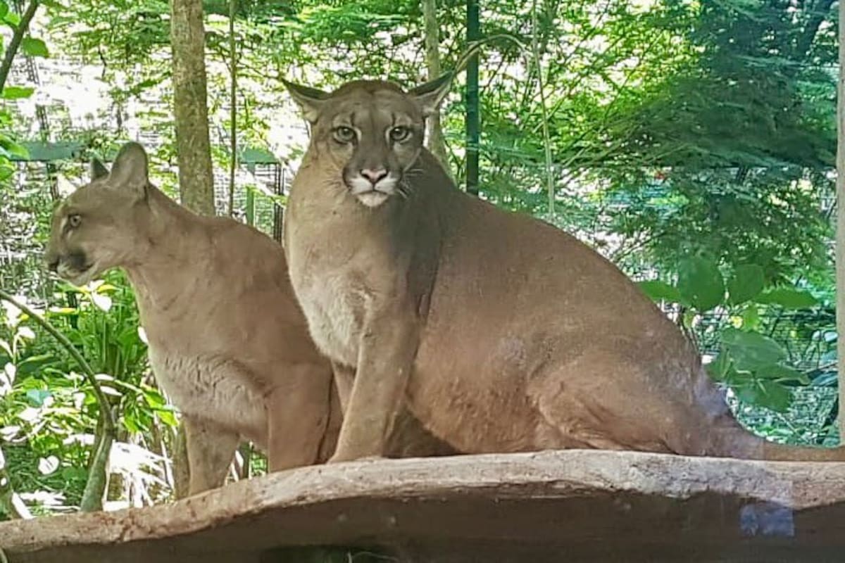 Las dos pumas que se escaparon el sábado a la tarde del refugio de animales silvestres ubicado en la entrada a Puerto Iguazú