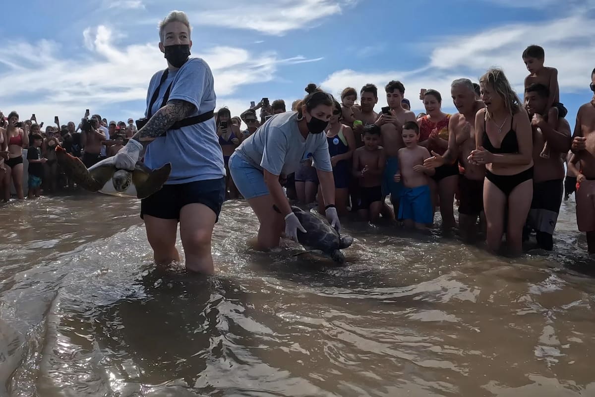 Las dos tortugas que regresaron al mar en San Clemente del Tuyú
Foto: Fundación Mundo Marino