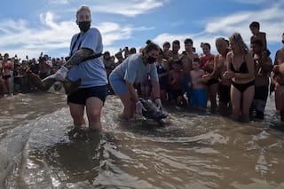 El emotivo y aplaudido regreso al mar de dos tortugas verdes tras ser atrapadas por redes de pesca