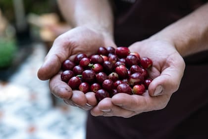 Las drupas que se cosechan son rojas o, si están más maduras, son moradas.