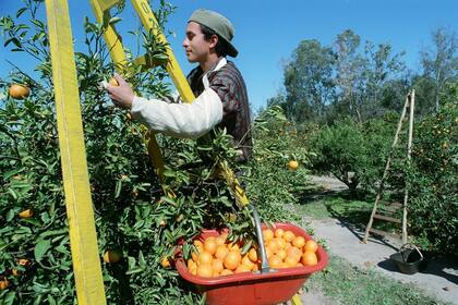 Las economías regionales, en un escenario complejo