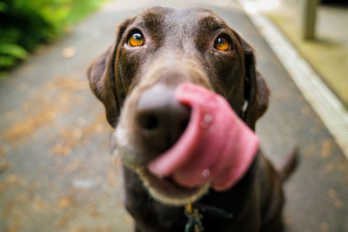 Las efemérides del 21 de julio incluyen el Día Mundial del Perro