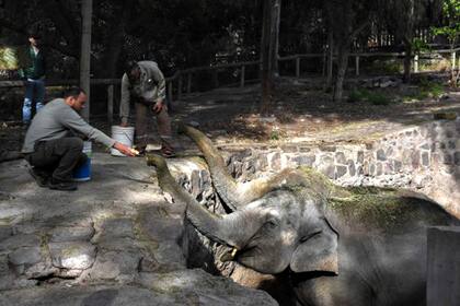 Las elefantas Pocha y Guillermina viajarán pronto al Santuario de Elefantes en Brasil