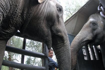 Las elefantas son madre e hija y pasarán el resto de sus vidas en el santuario de Brasil