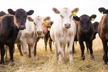 Las “empresas B” son aquellas que miden su impacto más allá de lo económico y que apuntan a un triple impacto; incluyen en sus estatutos objetivos económicos, sociales y ambientales