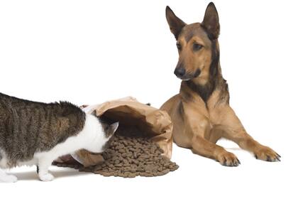 Las empresas de nutrición animal necesitan los microingredientes importados para elaborar sus productos