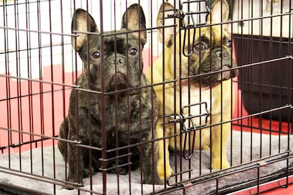 Las empresas de tiendas de mascotas se oponen a la medida ya que aseguran que dejará a cientos de empleados en la calle