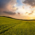Un informe advierte que las empresas agropecuarias observan condiciones más difíciles para financiarse