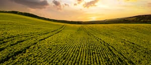 Un informe advierte que las empresas agropecuarias observan condiciones más difíciles para financiarse