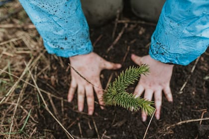 Las empresas podrán compensar su huella de carbono
