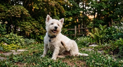 Las enfermedades dermatológicas se encuentran entre los motivos de consulta más frecuentes en la práctica veterinaria a nivel mundial