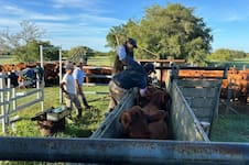 Ocho entidades rurales rechazaron el nuevo sistema de trazabilidad de medicamentos veterinarios del Senasa