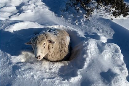 Las entidades ruralistas de la Patagonia piden un encuentro con las autoridades nacionales para volver a poner en funcionamiento la ley