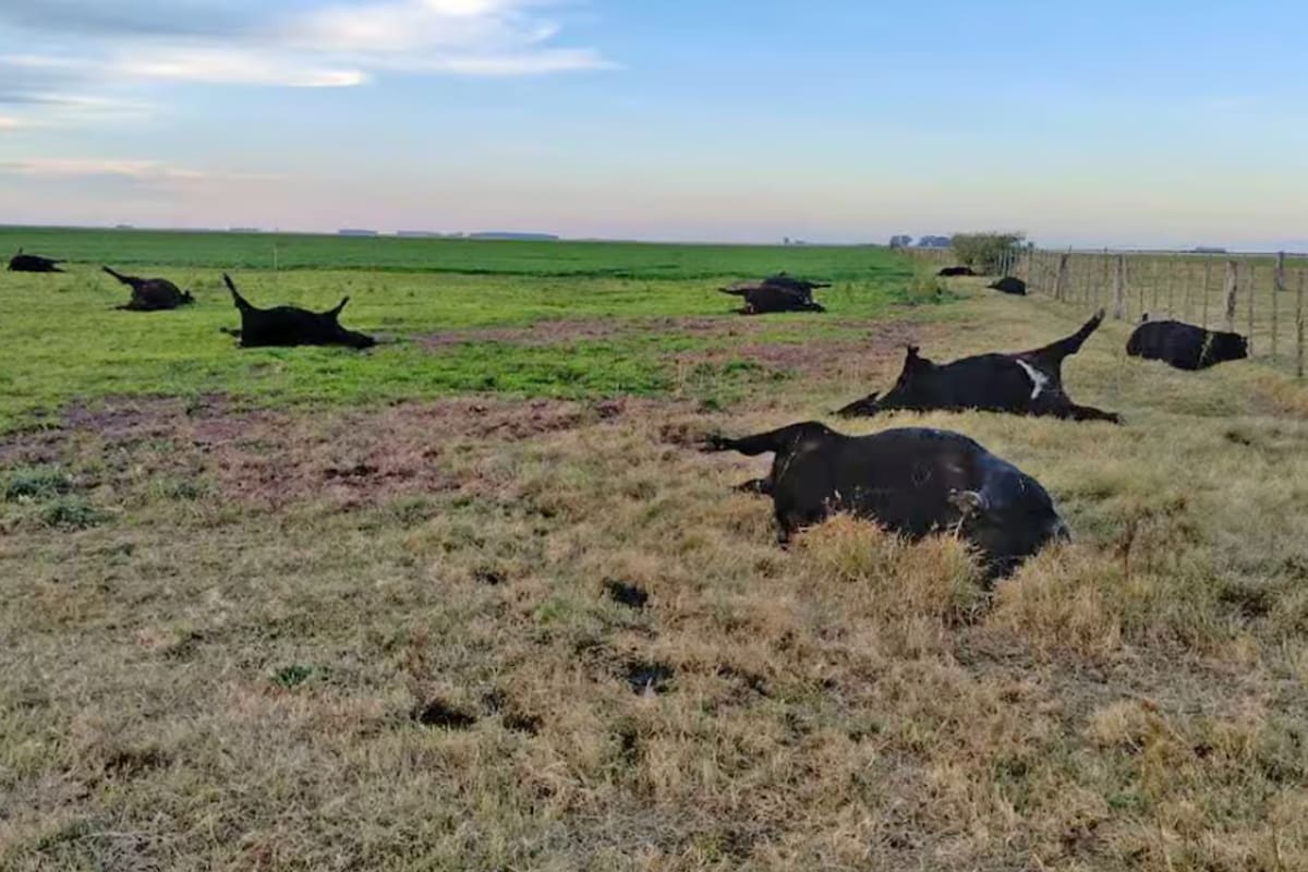 Las escenas sorprendieron a los productores que ya vienen golpeados por la sequía