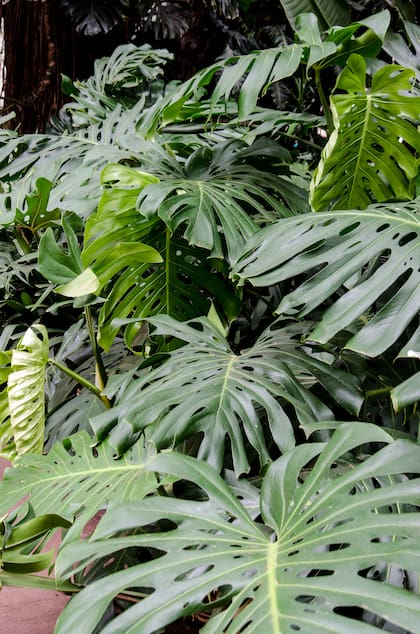Las especies con follaje verde oscuro, como la monstera deliciosa, crecen bien cuando se las cultiva en plena sombra