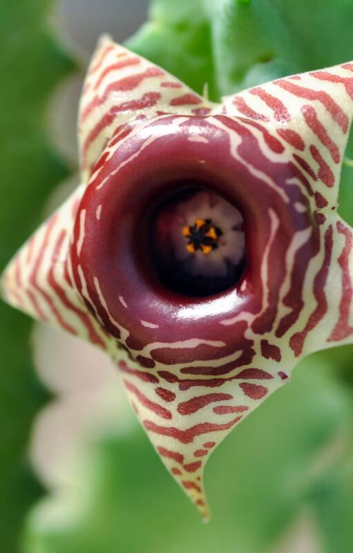 Las especies de Huernia tienen aspecto de cactus y las flores son de engaño.