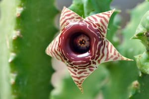 Las especies de Huernia tienen aspecto de cactus y las flores son de engaño.