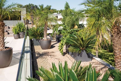 Las especies elegidas de esta terraza resisten viento y sol pleno y ocupan un lugar estratégico para para tapar visuales hacia los vecinos. Entre ellas, hay Cycas revoluta, Phoenix roebelenii, Philodendron bipinnatifidum y Phormium tenax.