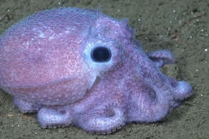 Las especies en la expedición del Conicet