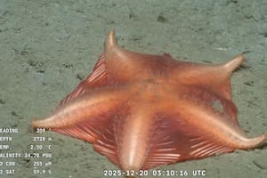 El Conicet reveló detalles de su próxima expedición al fondo del mar