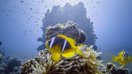 Las especies marinas corren el riesgo de desaparecer por el calentamiento de los mares.