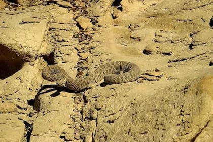 Las especies más reportadas son la diamondback, sidewinder, mojave y black-tailed rattlesnake