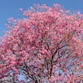 Seis árboles nativos argentinos que favorecen la biodiversidad en jardines y ciudades