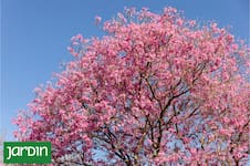 Seis árboles nativos argentinos que favorecen la biodiversidad en jardines y ciudades