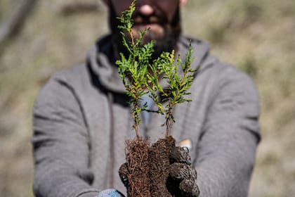 Las especies nativas suministradas por Trown fueron Ñire, Lenga, Cohiues y Ciprese