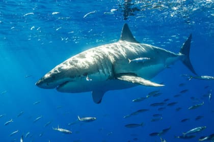 Las especies pueden recuperarse con la conservación adecuada, como viene ocurriendo con el gran tiburón blanco