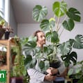 Estas son las plantas de interior que se convirtieron en objeto de deseo