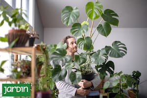 Estas son las plantas de interior que se convirtieron en objeto de deseo