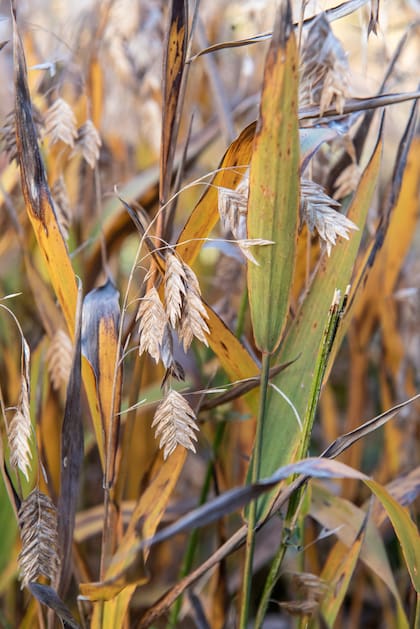 Las espigas colgantes de Chasmanthium latifolium se vuelven doradas al madurar y se balancean suavemente con el viento