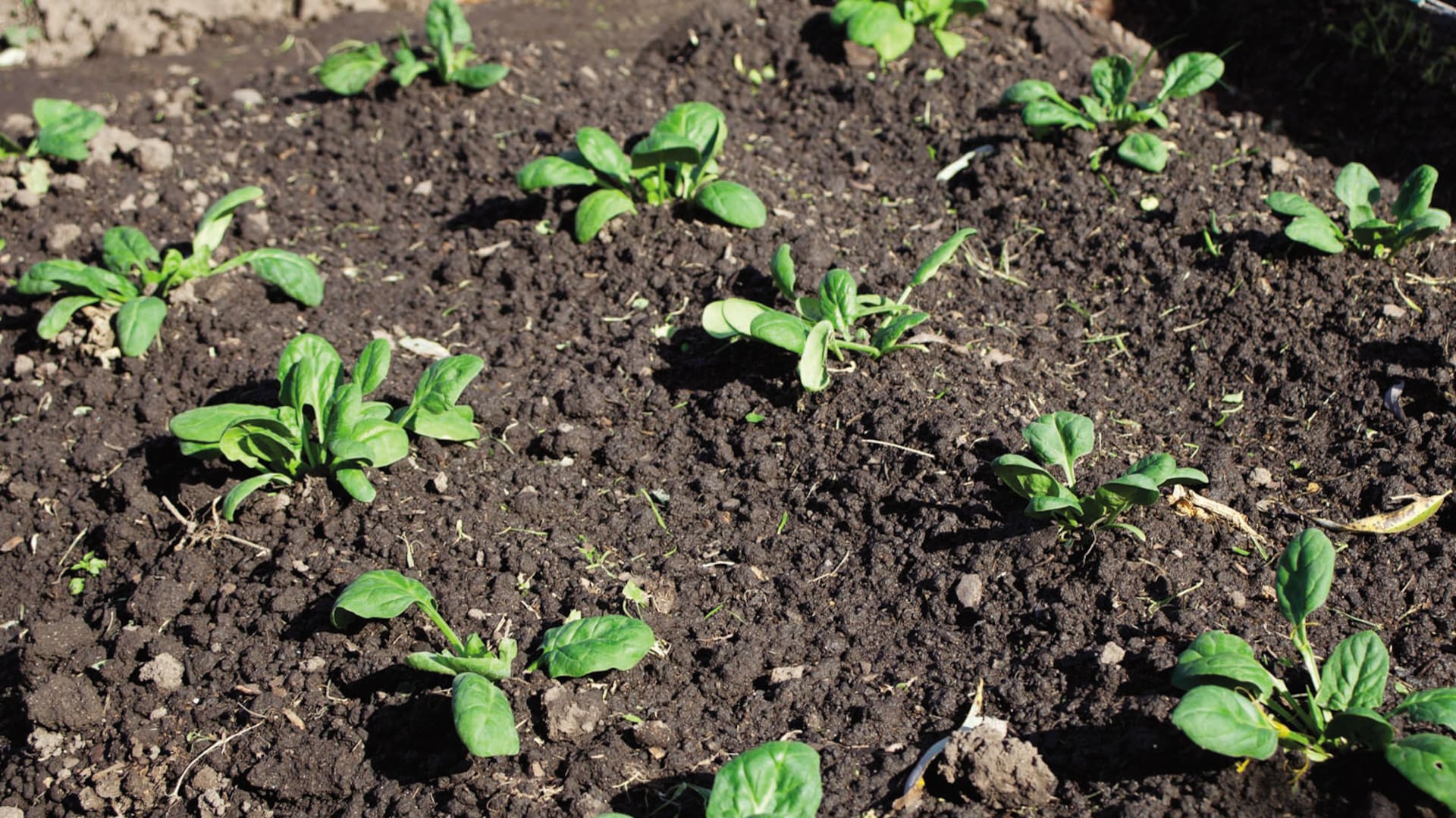 Huerta en casa. La cosecha de espinaca se realiza aproximadamente a los 40 días de sembradas las semillas.