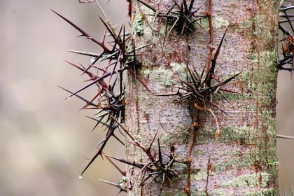 Las espinas, simples o ramificadas, pueden alcanzar los quince centímetros de largo y dificultan el manejo de los ejemplares adultos