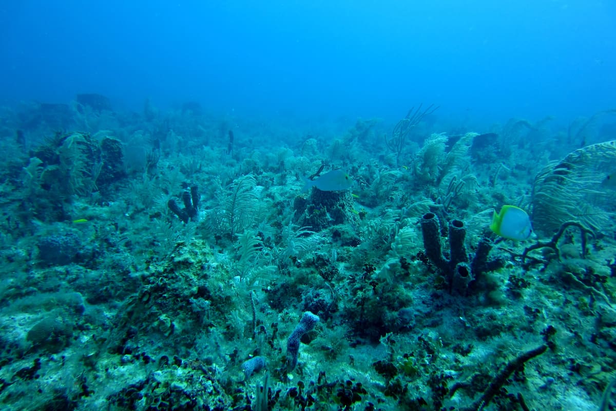 Las esponjas marinas no tienen músculos, ni órganos, ni sistema nervioso, ni cerebro (Foto: Unplash)