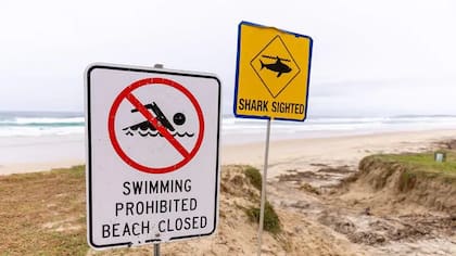 Las estadísticas muestran que los ataques de tiburón en Australia han aumentado, pero los expertos indican que esto puede ser porque ahora se documentan mejor