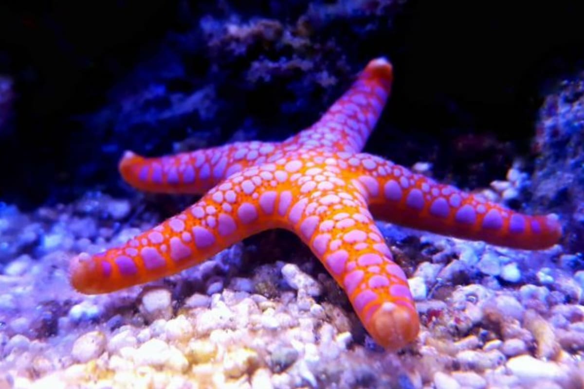 Las estrellas de mar a lo largo de la costa del Pacífico no son tan afortunadas, ya que grandes cantidades de materia orgánica pueden robarles la capacidad de respirar