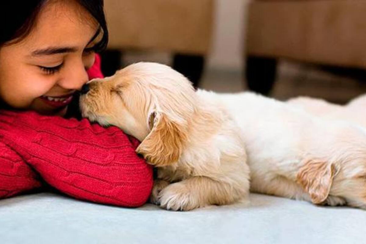 Las estrictas reglas que una mujer obliga a cumplir al futuro cuidador de su perro (Foto: referencial- Todo Perros.com)