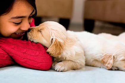 Las estrictas reglas que una mujer obliga a cumplir al futuro cuidador de su perro (Foto: referencial- Todo Perros.com)