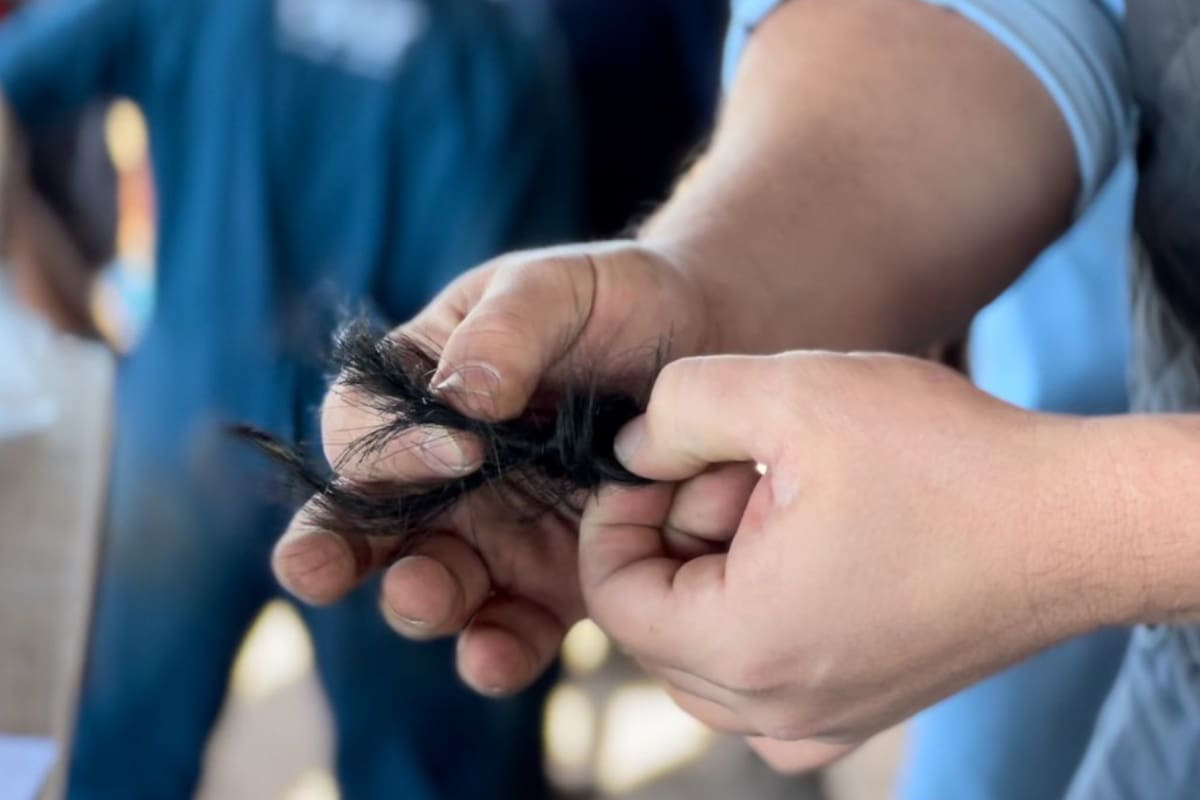 Las evaluaciones genómicas correctas las llevan a cabo siempre las Asociaciones de Criadores Angus de cada país