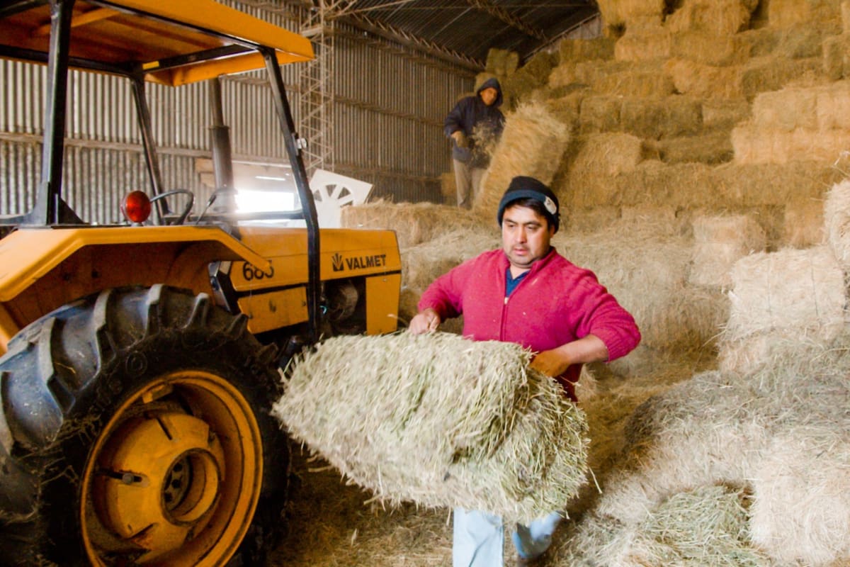 Las exportaciones agroalimentarias han caído un 1,3% anual y la participación de la Argentina en los mercados agroalimentarios disminuyó del 2,7% en 2011 al 2,2%