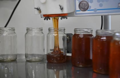Las exportaciones de la apicultura fueron por US$202,6 millones