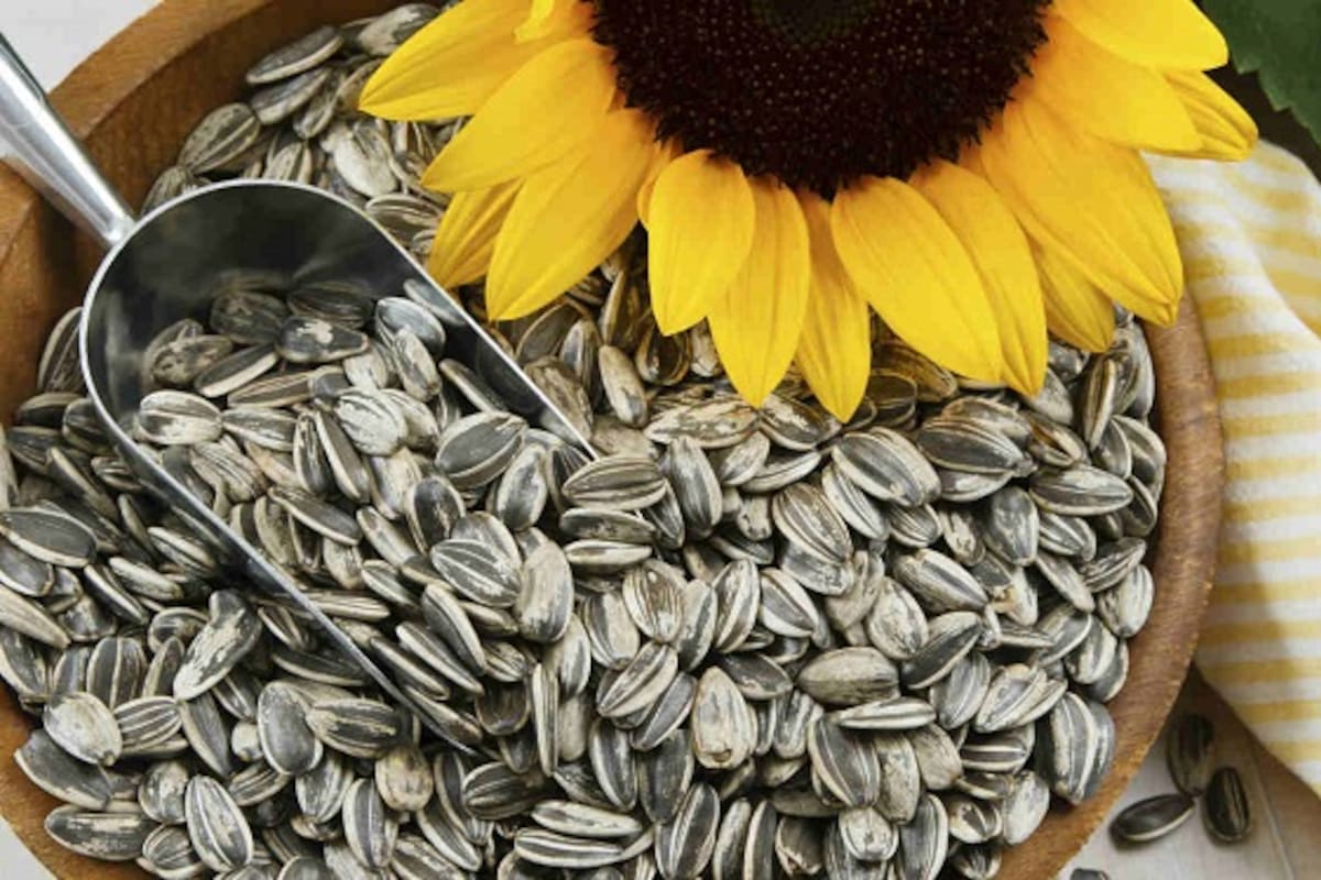 Las exportaciones de semilla de girasol crecieron 875% y las cantidades despachadas saltaron 754%