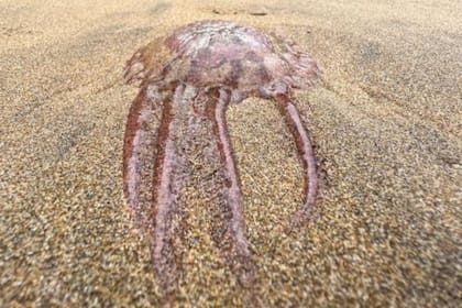 Las extrañas criaturas que sorprendieron a todos en la playa: "Son venenosas"