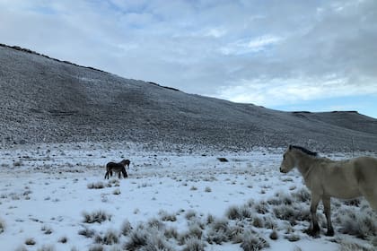 Las familias que viven en el campo todavía no lograron recuperarse de la pérdida del 70% del stock ganadero de la zona.