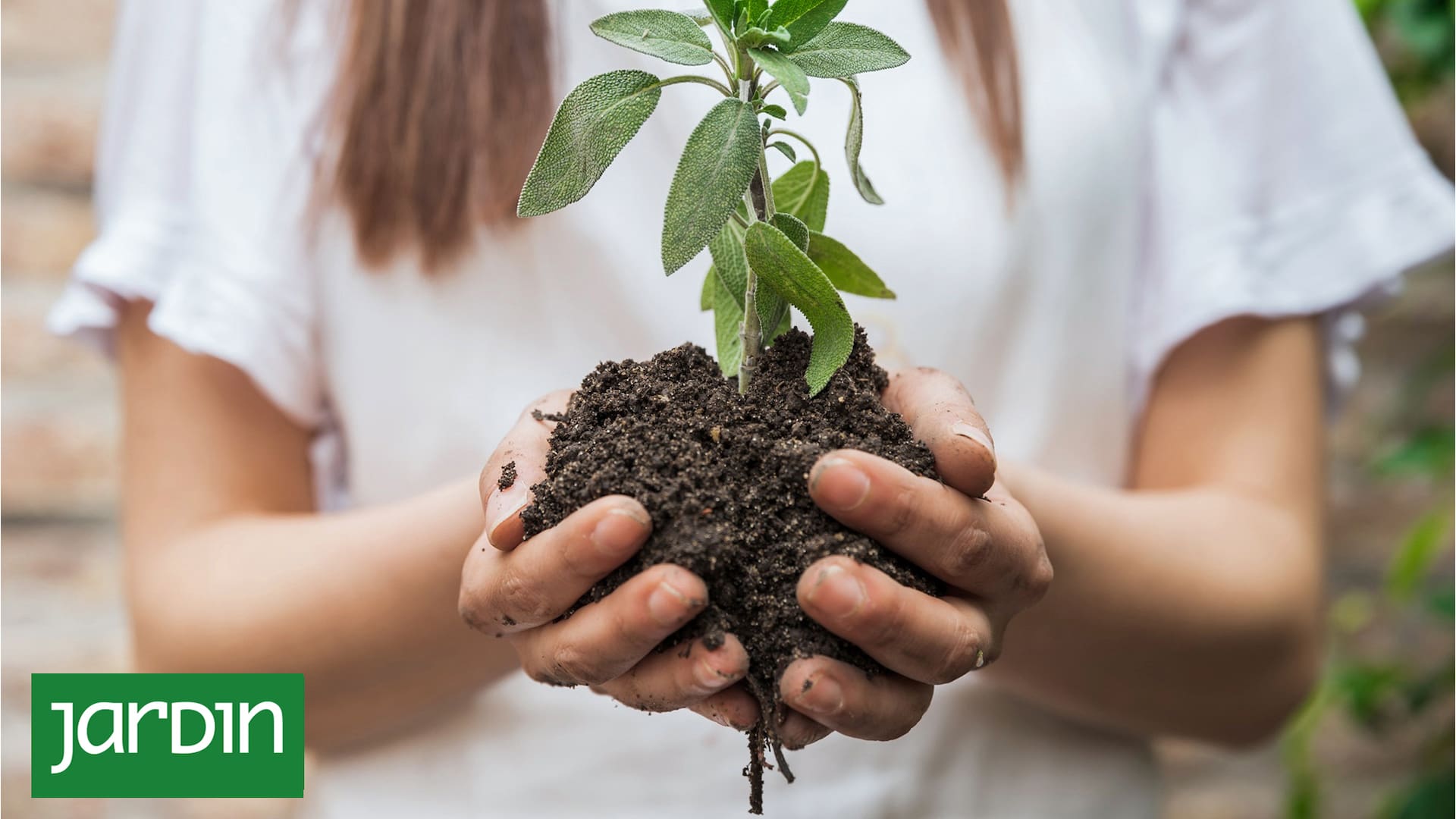 Las fases de la luna tienen influencia en el desarrollo de las plantas