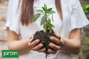 Las fases de la luna tienen influencia en el desarrollo de las plantas
